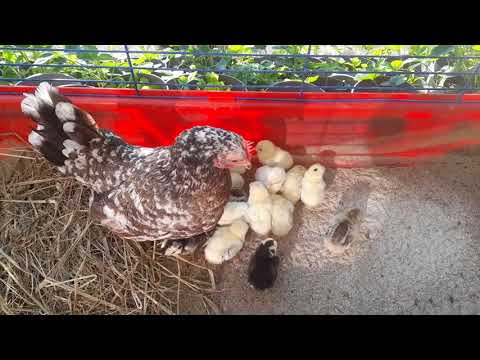 [DZIJO KARKONOSZ] KURA OZDOBNA CHABO z kurczakami