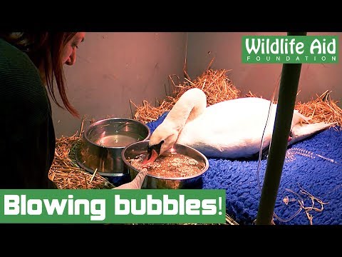 Starving swan goes mad for food