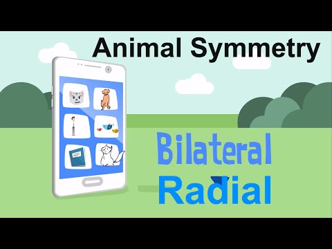 Symmetry in Animals