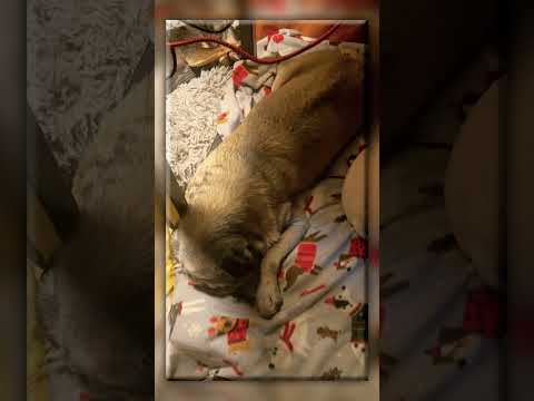 This is why Twister occasionally falls off the couch when we’re lounging. #Pug #Dog #Wiggle #Dream