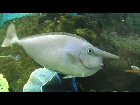 SUPERSKANK   Zur Arbeit Muss Ich Nicht - Official Video