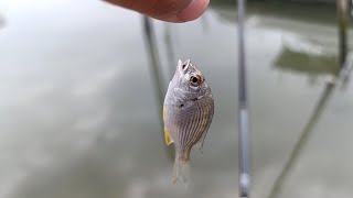 クソ雑魚フィッシャー