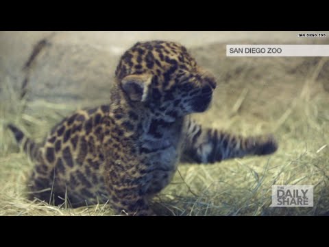 Jaguar cub is the cutest thing ever!