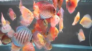 Discus for sale in Vancouver Canada