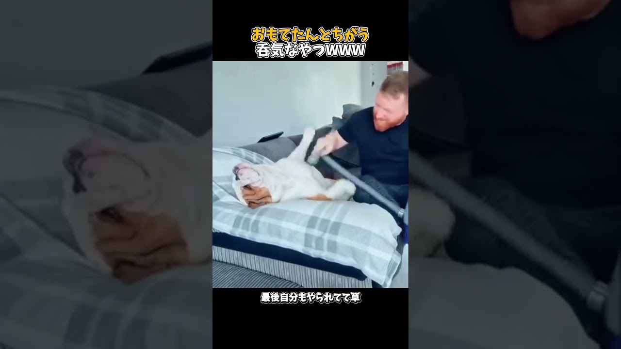 犬は犬でもみんな違うよねそら🐕 #元気になる動画 #犬の気持ち #元気お届け #可愛い  #愛犬 #癒し #犬のいる生活