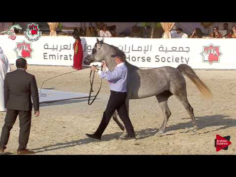 N 374 AL ARYAM BARAKAT   Emirates AHBC