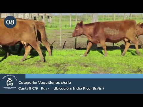 Lote VQ c/ cría- Indio Rico Bs As