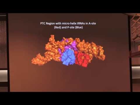 Ribosome Origins and Evolution - Prof. George Fox, University of Houston