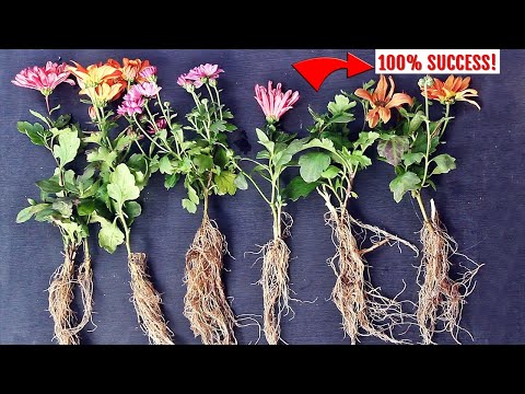 ✔️EASIEST way to GROW Chrysanthemum/Mums from Cuttings