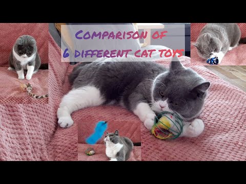 Comparison of 6 cat toys - which toy is more entertaining British Shorthair
