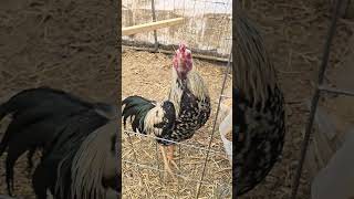 Download lagu Chiang Mai #1. pure pama mp3