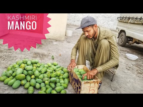download lagu mp3 mp4 Desi Mango, download lagu Desi Mango gratis, unduh video klip Desi Mango