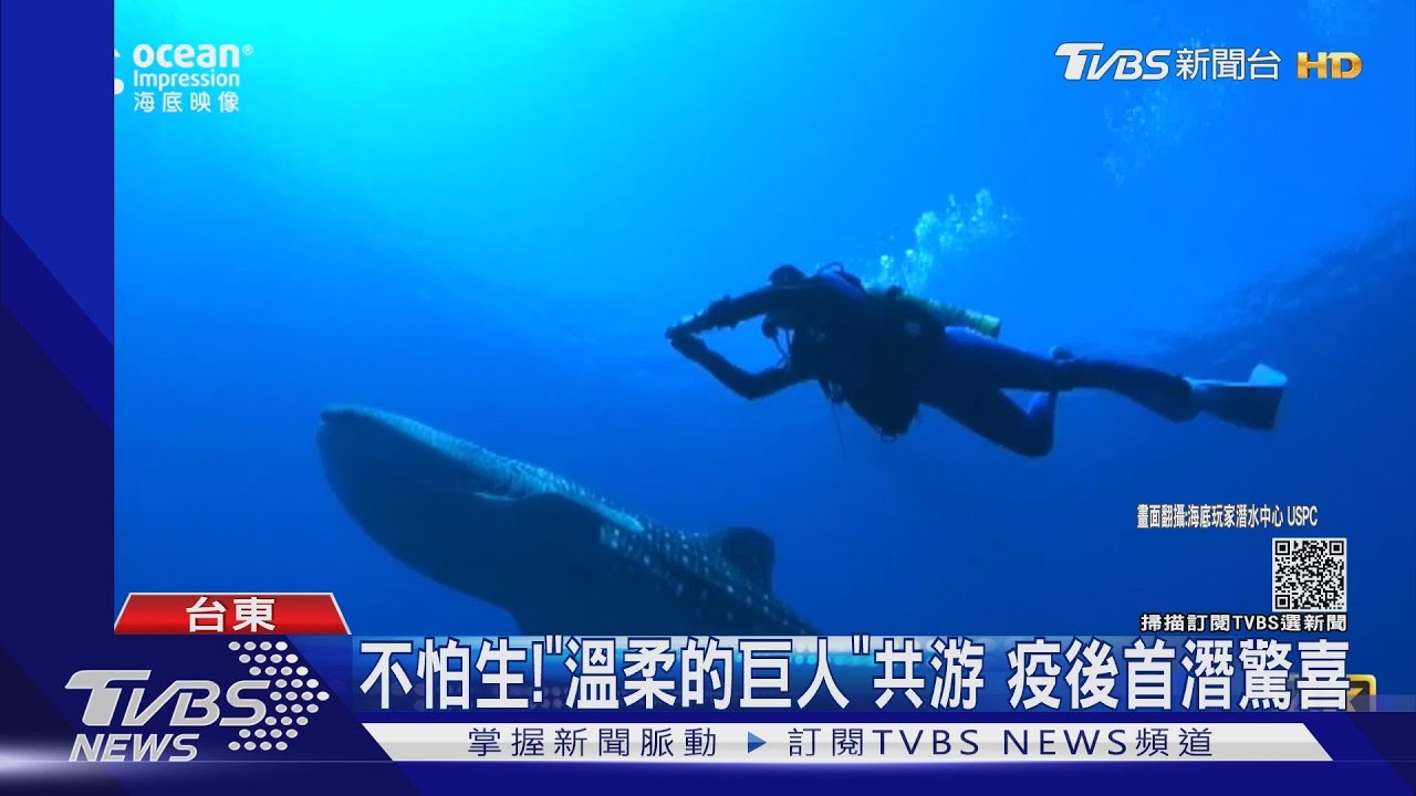 讚嘆!保育類「鯨鯊」在眼前 現蹤蘭嶼海域
