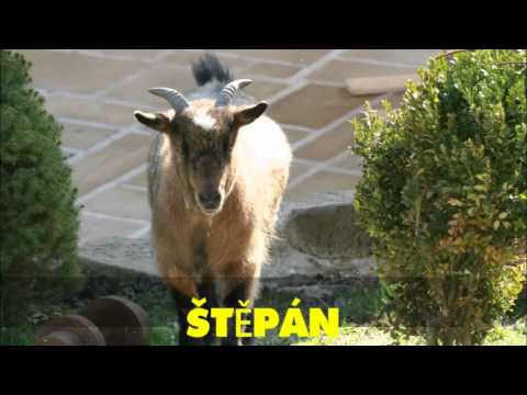 Nukleární Hovada - Kozel