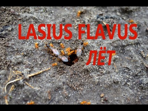 Муравьиная ферма. Лёт муравьев Lasius flavus. Flight ants Lasius flavus