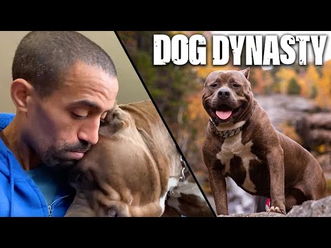 Dark Dynasty K9 Kong