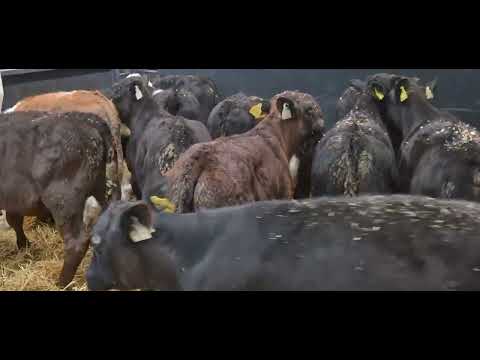 17 Colour Starter bulls for sale - Image 2