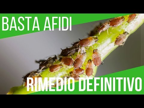 Come usare gli steroidi per aumentare membro Recensioni di preparazioni di potenza
