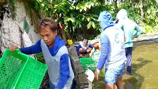 Download lagu How to harvest catfish in shallow ponds mp3