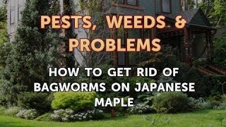 How to Get Rid of Bagworms on Japanese Maple