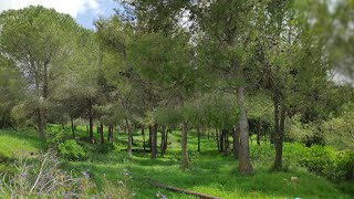 קבלת שבת // שבת הגדול תש''ף (להקת מזמור שיר) - התמונה מוצגת ישירות מתוך אתר האינטרנט יוטיוב. זכויות היוצרים בתמונה שייכות ליוצרה. קישור קרדיט למקור התוכן נמצא בתוך דף הסרטון