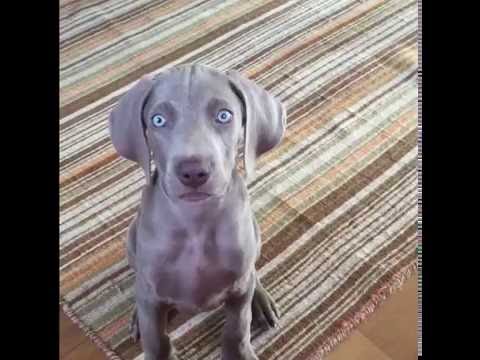 Weimaraner puppy 9 weeks old - first day home