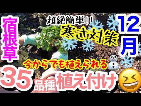 冬のガマズミ属の木を植える時期はいつですか?ピンクの花を持つこの非常に香りのよい低木について知っておくべきすべてのこと！  庭園
