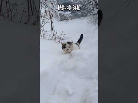 【時を超えて】230万回再生の“あの名場面”──Wシロが導いた不思議な縁【オリジナルBGM】