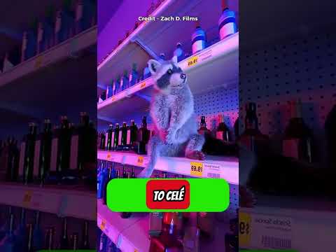 Tento mýval se vloupal do obchodu s alkoholem a opil se 😳