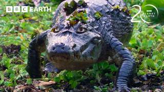 Hungry Caiman Searching for its Next Meal | 20 Years of Planet Earth | BBC Earth