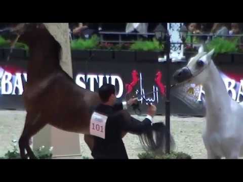 Memories of Paris 2018 - World Championships - Part 16 - Championship - Yearling Male