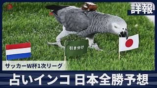 【詳報】占いインコ、日本全勝予想   サッカーW杯1次リーグ