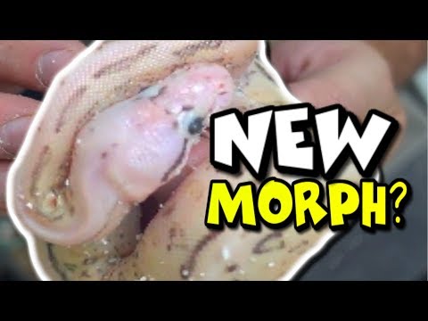 NEW SNAKE MUTATION IS IT EVEN REAL!? | BRIAN BARCZYK