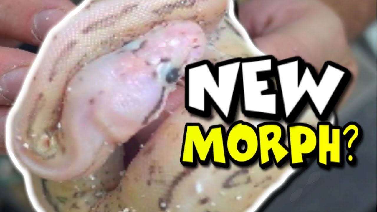 <h1 class=title>NEW SNAKE MUTATION IS IT EVEN REAL!? | BRIAN BARCZYK</h1>