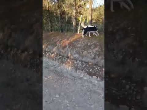 Paseando #casagrande #perro #miradacanina #cordoba