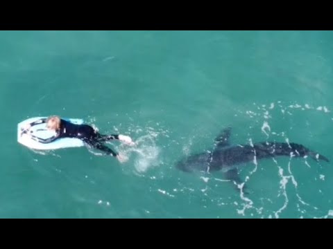 This is One of the Most Misunderstood Great White Shark Clips Right Now