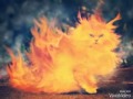Коты-воители Огнезвёзд 