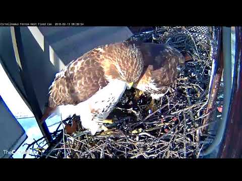 Male Hawk Stares At Camera During "Nestorations" – Feb. 13, 2018