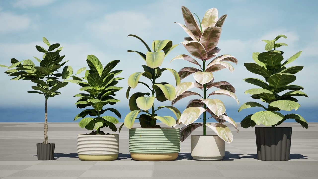 Fiddle Leaf Fig indoor plants collection 3D Model