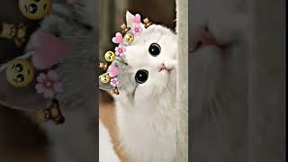Download lagu short kucing lucu imut Kawai😻🐈part 1 mp3 Download lagu short kucing lucu imut Kawai😻🐈part 1 mp3