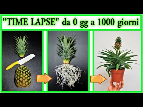 , title : '"TIME LAPSE" ANANAS nascita e crescita da zero a 3 anni, con fioritura e poi frutto, pineapple, piña'