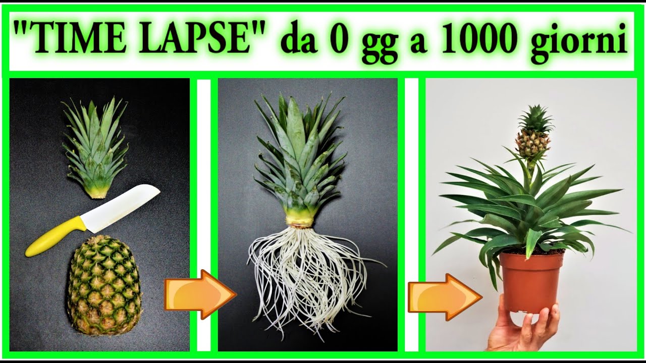 TIME LAPSE ANANAS nascita e crescita da zero a 3 anni, con fioritura e poi frutto, pineapple, piña