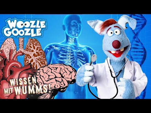 Das geht unter die Haut: Spannende Fakten über eure Organe l WOOZLE GOOZLE