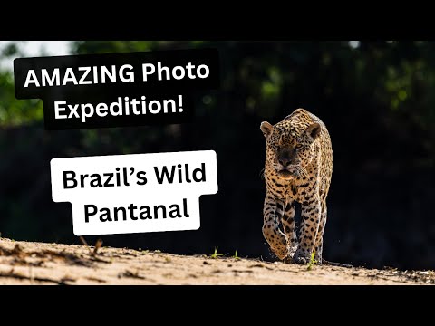 Jaguar Photography at its BEST! An EPIC  Photo Expedition into Brazil's Wild Pantanal, Part 1.