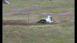 preview picture of video 'Classic Motocross Rider Has Motocross Crash'