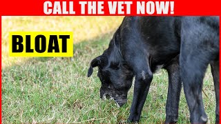 If THIS Happens to Your Dog, Call the Vet Immediately (BLOAT - The Number One Killer of Dogs)