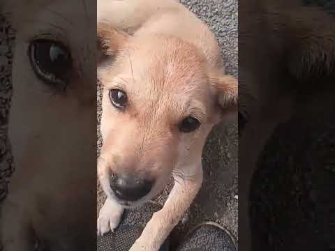#viralshort #cuteanimalslover #cutedog #doglover