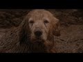 Homeward Bound The Incredible Journey 1993 Shadow Falls Into Mud Req Reupload