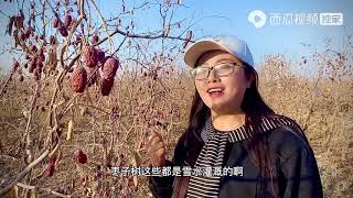 农村悦悦：吃了20多年的枣子，来到新疆才知道枣子是这样采摘的，看完敢吃吗