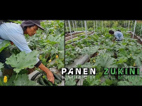 , title : 'Panen Zukini (Zucchini) | BUTANI CHANNEL'
